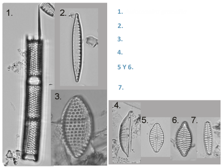 Diatomeas